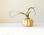 Pumpkin planter, pumpkin candle holder, Fall wedding favors, mini succulent planter
