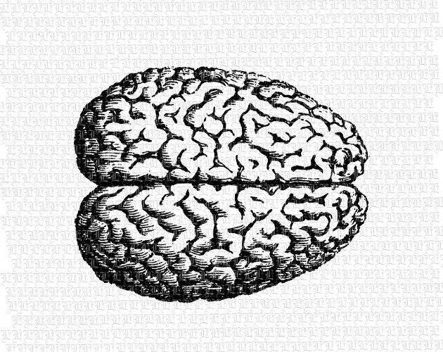Human Brain Graphic Printable Anatomy Image Digital Vintage