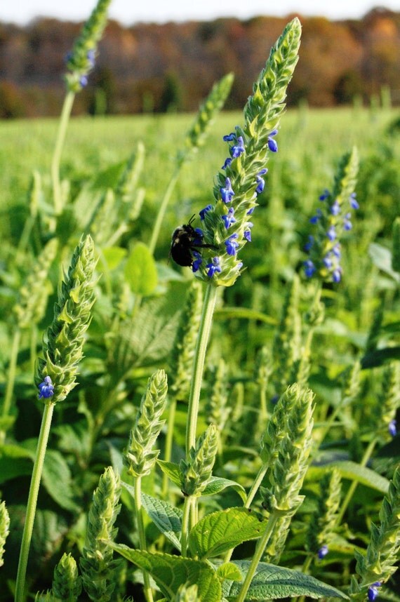 Chia Plant Seeds An Ancient Superfood Salvia hispanica