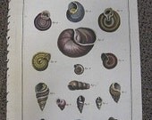 Large Antique Shell Print Lamarck Histoire Naturelle Amark Coquille Engraving Terrestres
