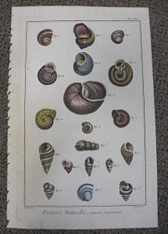 Large Antique Shell Print Lamarck Histoire Naturelle Amark Coquille Engraving Terrestres