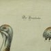 George Edwards Bird Copperplate Engraving Male Bustard Antique Print 1758 - 1764