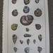 Large Antique Shell Print Lamarck Histoire Naturelle Amark Coquille Engraving Terrestres