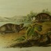 Audubon Quadruped Octovo Stone Lithograph PL 110 Mole Shaped Pouched Rat Print