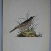 Edward Donovan, H/C Bird Engraving, Dusky Lark, 1816