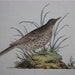 Edward Donovan, H/C Bird Engraving, Dusky Lark, 1816