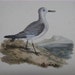 Edward Donovan, H/C Bird Engraving Print, Sanderling Plover, 1816 PL 146