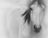 Horse Photography in Black and White - Large Wall Art Print in 20x30 16x20 or 8x10 - Also Available on Canvas