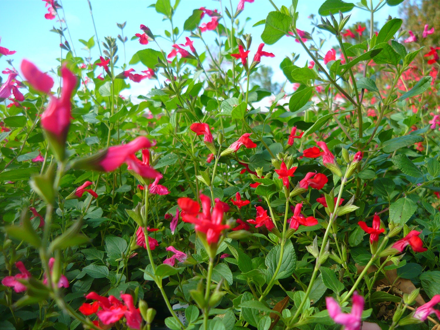 Red Velvet Salvia Ornamental heat and drought tolerant.