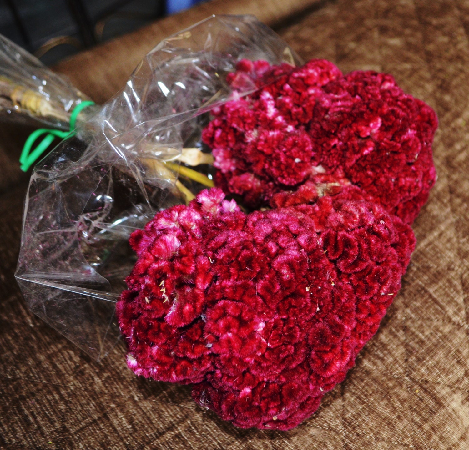 Dried Merlot Burgundy Dried