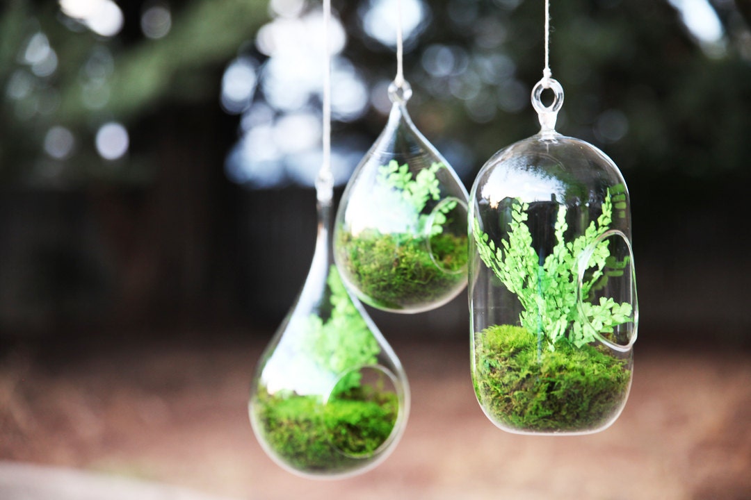 Set of 3 Hanging Fern and Moss Glass Terrarium by ArtisanMoss