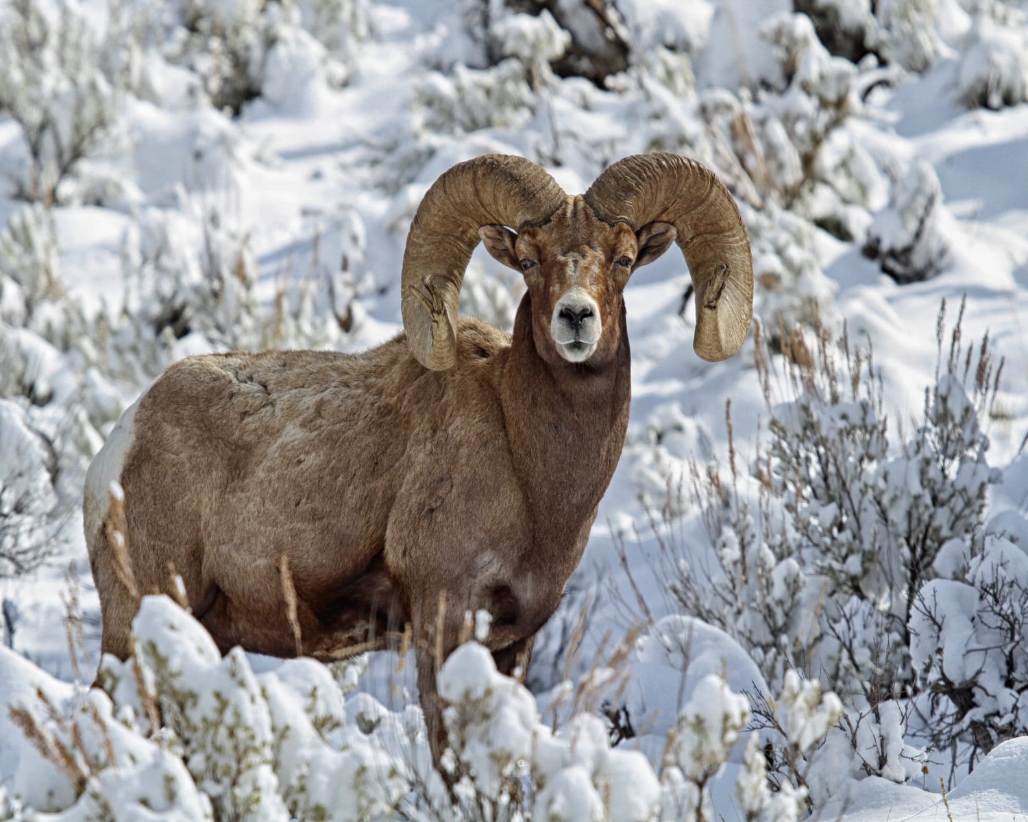 Bighorn Sheep Ram in the Snow Horns Curl Winter