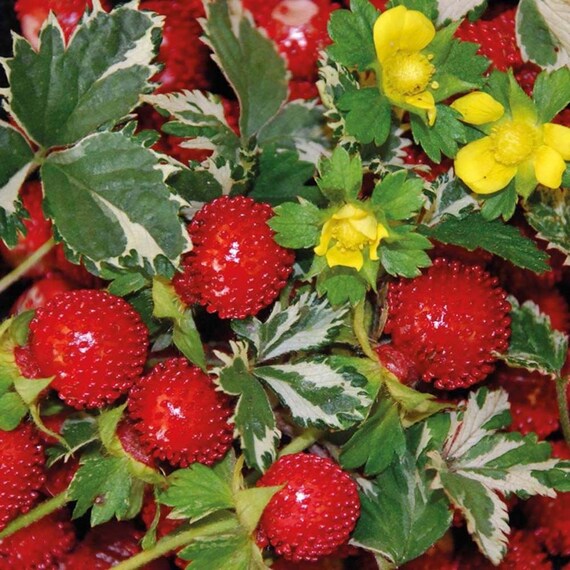 Indian Mock Strawberry 50 seeds Potentilla indicai by
