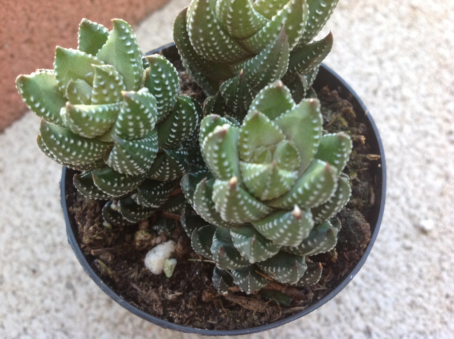 succulent plant haworthia reinwardtii african pearl raised succulent plant haworthia reinwardtii african pearl raised