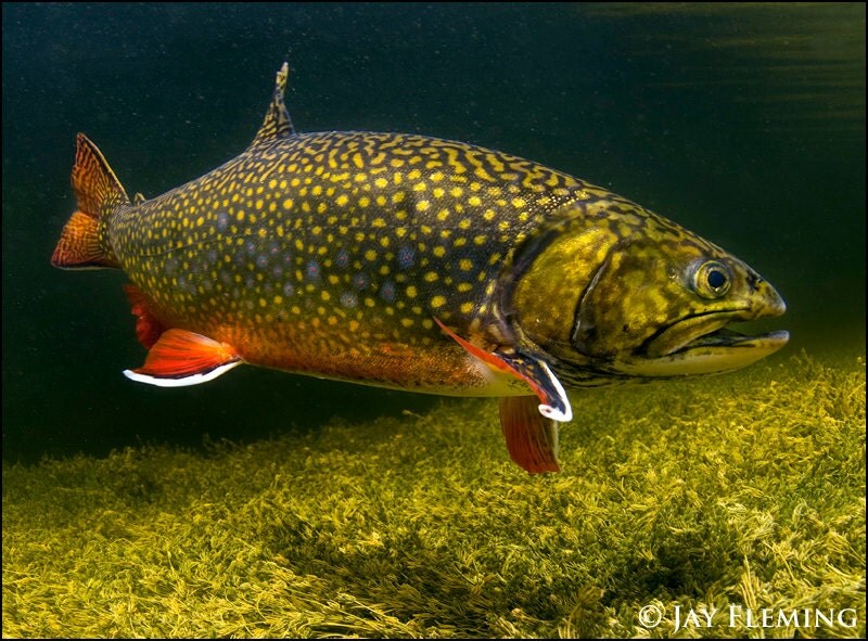 Underwater Brook Trout by JayFlemingPhoto on Etsy