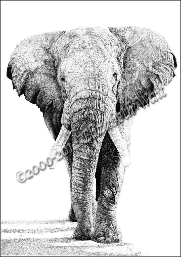 African Elephant Notecards of Pen and Ink drawing On The