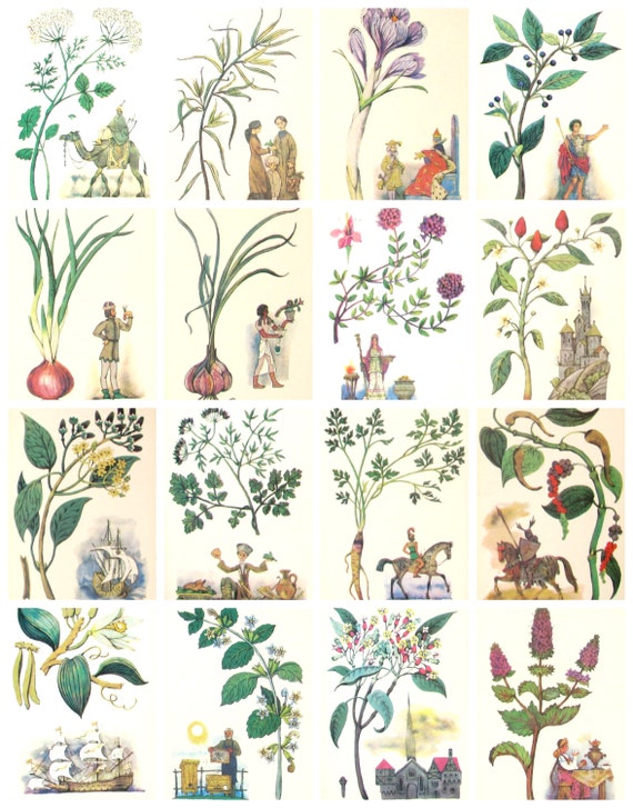 Kitchen Herbs, Set of 16 Soviet Unused Postcards, History, Spice, Illustrations by Barbotchenko, Fine Arts, Moscow, 1986