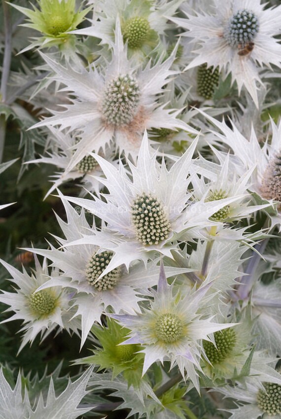 Metalic Silver Sea Holly Flower Seeds / Eryngium / Perennial