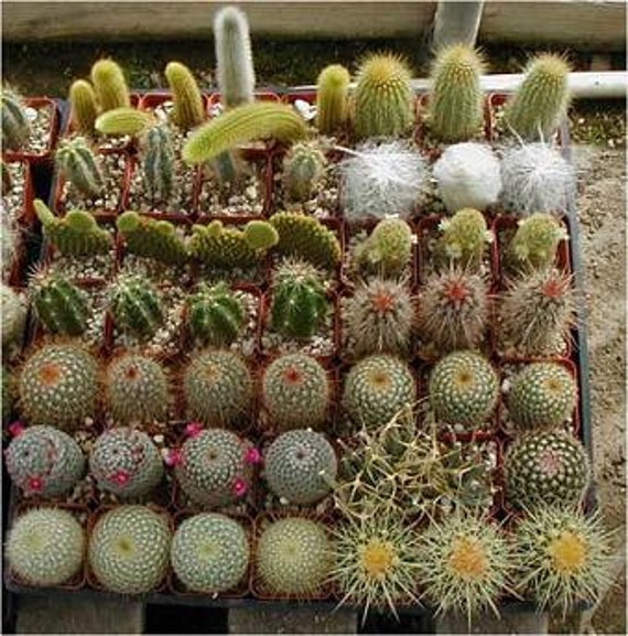 Cactus Seed Varieties Mix