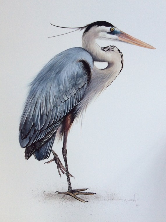 Items similar to Great Blue Heron on Etsy