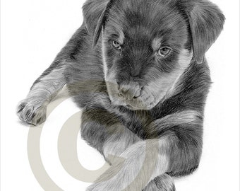 rottweiler pencil drawing popular items for rottweiler on etsy rottweiler pencil drawing popular items for rottweiler on etsy