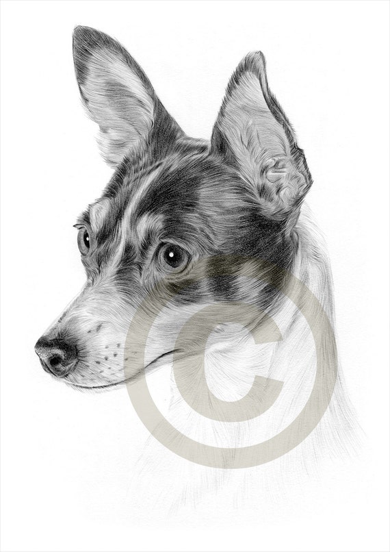 Dog Toy Fox Terrier pencil drawing print A4 size artwork