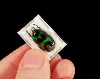 Mini Metallic Flower Beetles, Mystroceros rouyeri, Real Dried Beetle Insect Unmounted