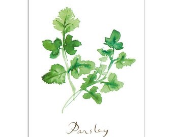 「parsley watercolor」的圖片搜尋結果