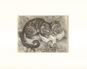 1892 Antique Matted Engraving of the Marbled Cat