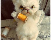 teddy bear persian kittens for sale