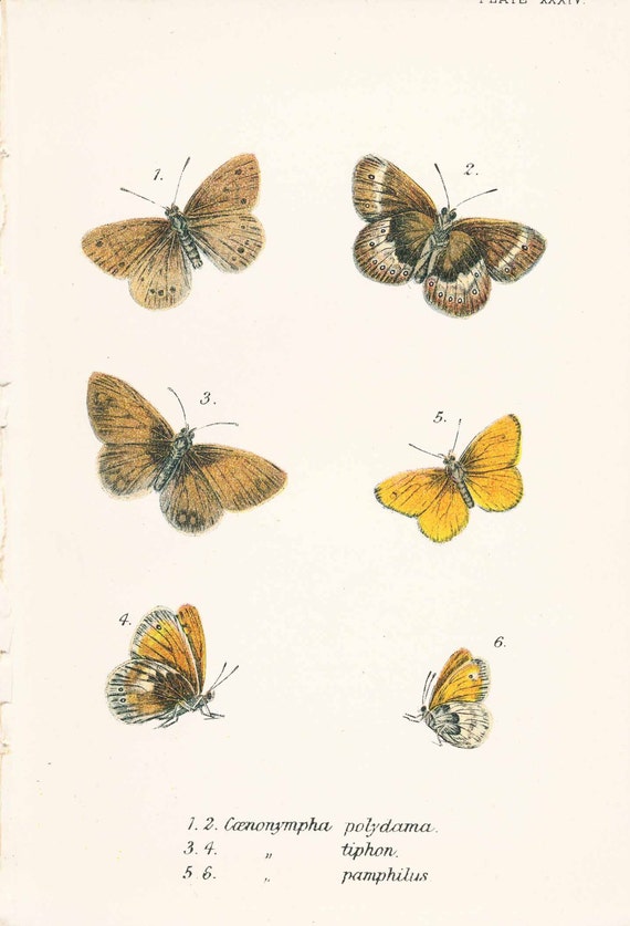 Victorian Butterfly Print Small Butterflies Nature Art