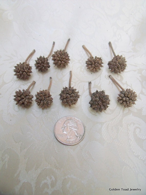 Items similar to Dogwood Seed Pods on Etsy