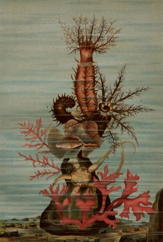 1893.Sea Cucumber.Antique print.Lithograph.121 years old print.Sea life print.Natural History print.Old print.6,2x9,2 inches.Vintage poster.