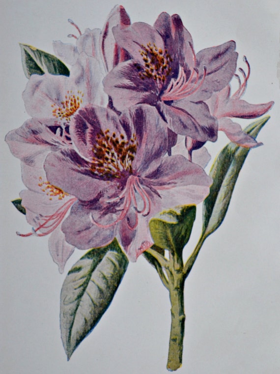 Download Rhododendron. Old color print. 107 years old illustration.