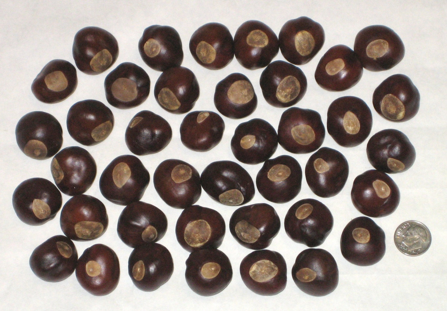 Buckeye Nuts Thirty Buckeyes Approximately Dime Size