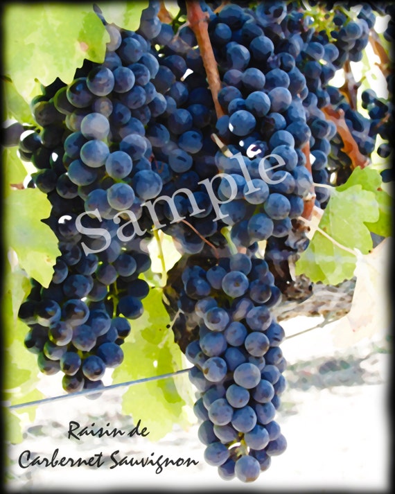 French Grapes Graphics Commercial Use Instant Download