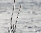 Icy Fingers / Sparkling Wintry Landscape of Iced Twigs in the Snow / Signed High Res GiclÃ©e Print / Orig Monochrome NATURE PHOTOGRAPHY