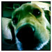 Rocco
