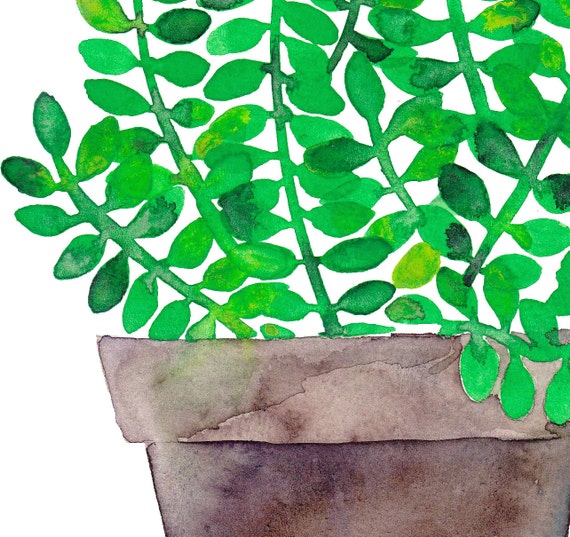 https://www.etsy.com/listing/204214723/green-jade-original-watercolor-succulent
