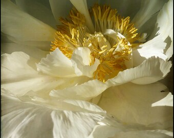 White Flower Photograph--White With Yellow Center II--Fine Art