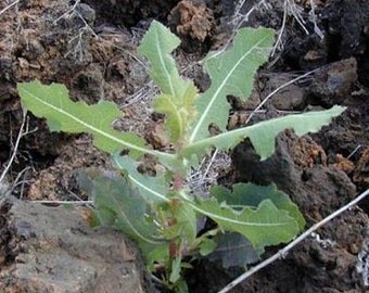 Wild Lettuce Organic Handcrafted Herbal Tincture