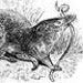 sorex