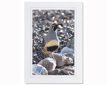 Bird Photography - Gambrel Quail Photogreeting Card - Blank Inside ...