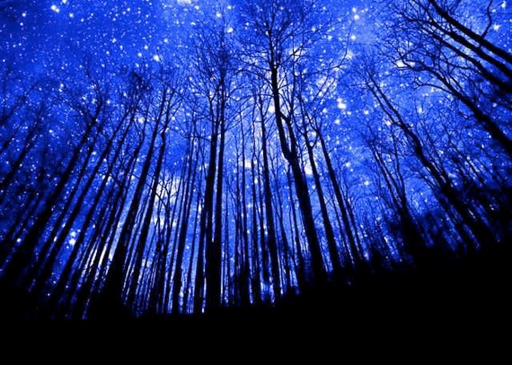 Night Forest Stars Cobalt Blue Evening Sky Black by EclecticForest