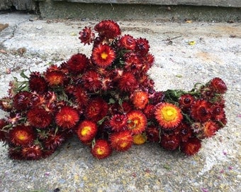 5 bunches of rust red Strawflowers - dried flowers