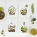 Terrarium Postcard SET 4pcs