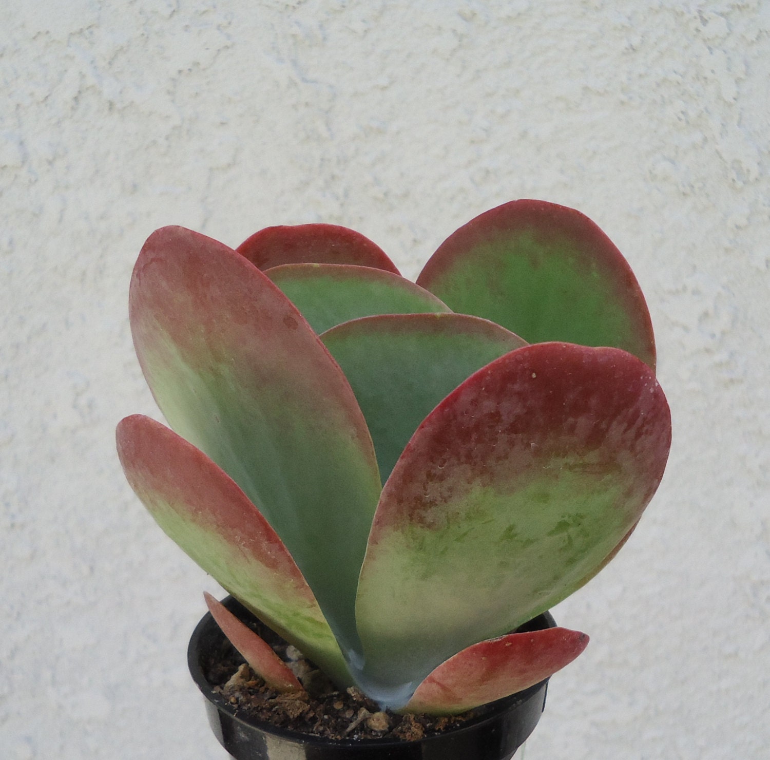 Large Kalanchoe FlapjacksKalanchoe Thrysiflora