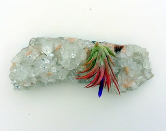 Air Plant Crystal Garden Apophyllite Cluster Crystal Planter