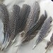 5 spotted guinea hen feathers Grade B, loose feathers, black and white quill, wholesale lot