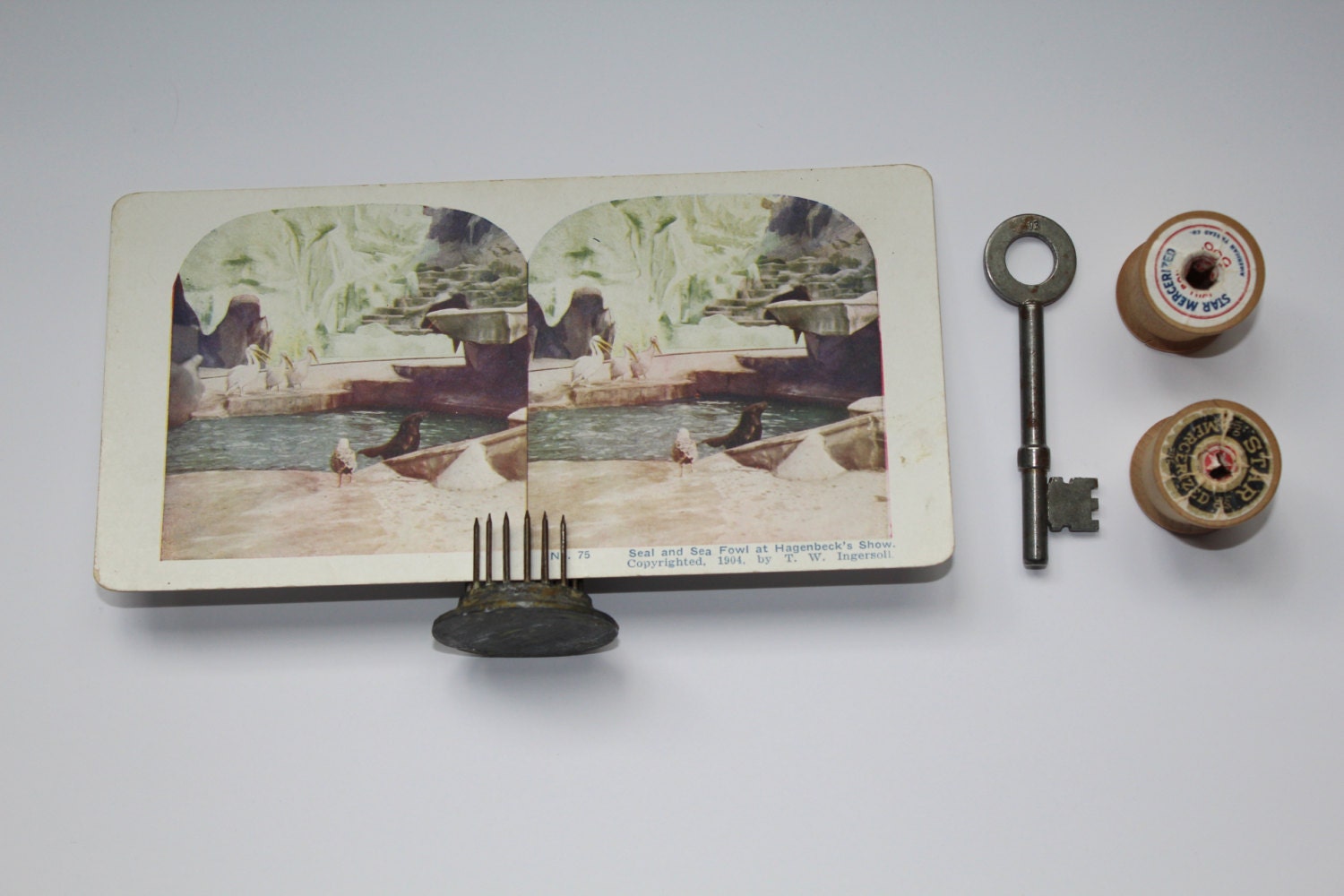 Antique Stereoscope Card No 75 Seal And Sea Fowl At Hagenbecks